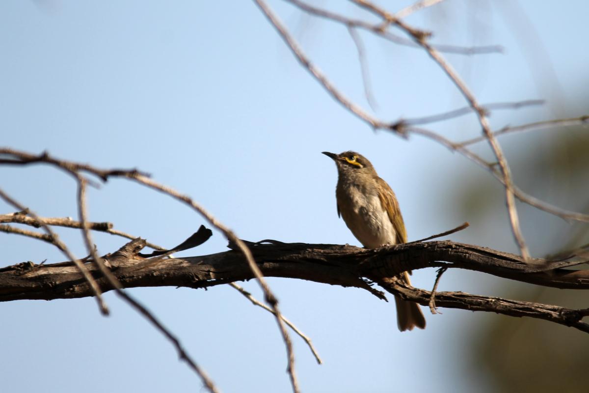 Yellow-faced Honeyeater (Lichenostomus chrysops)