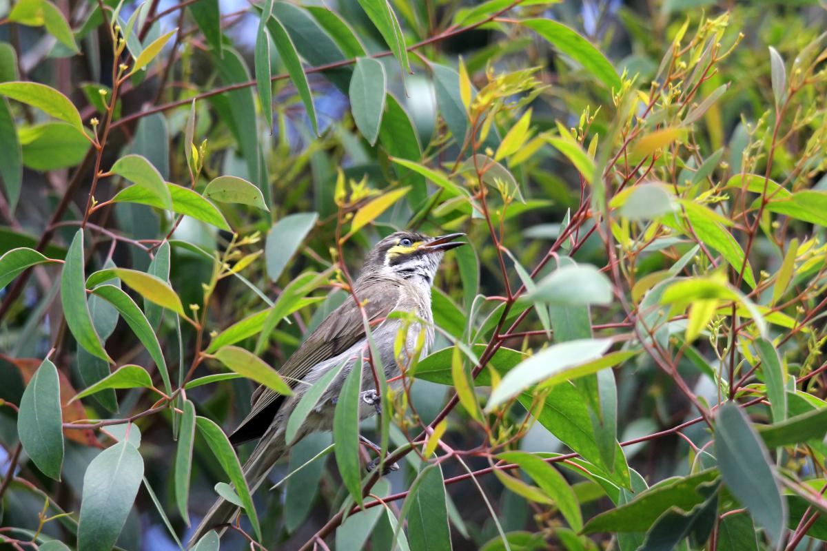 Yellow-faced Honeyeater (Lichenostomus chrysops)