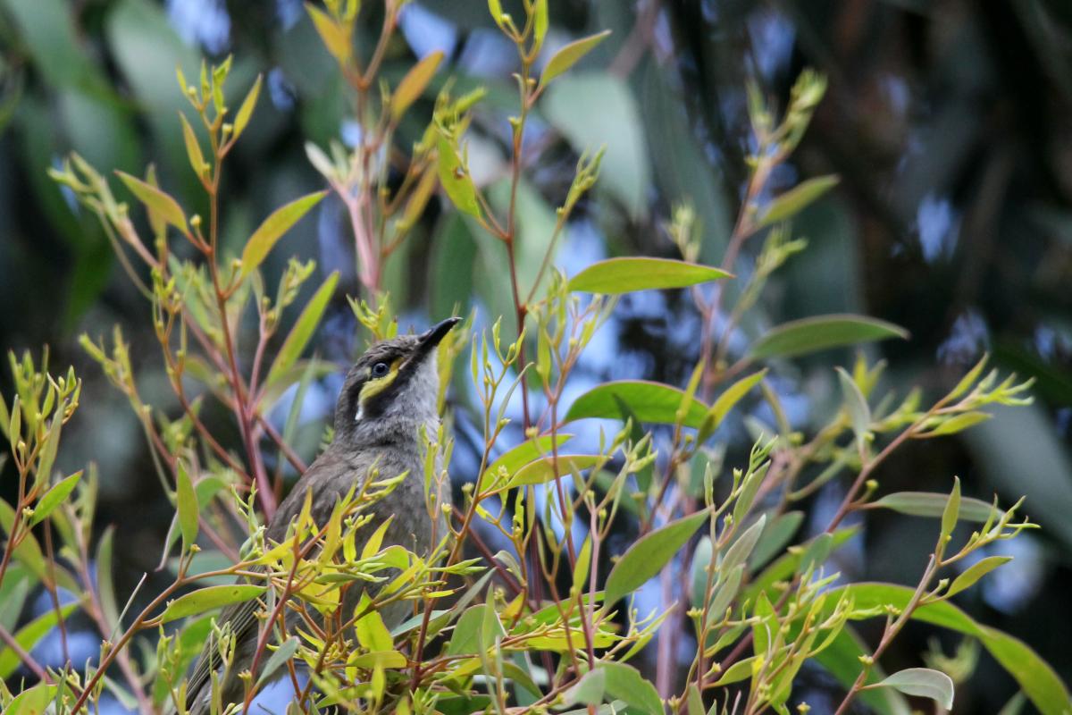 Yellow-faced Honeyeater (Lichenostomus chrysops)