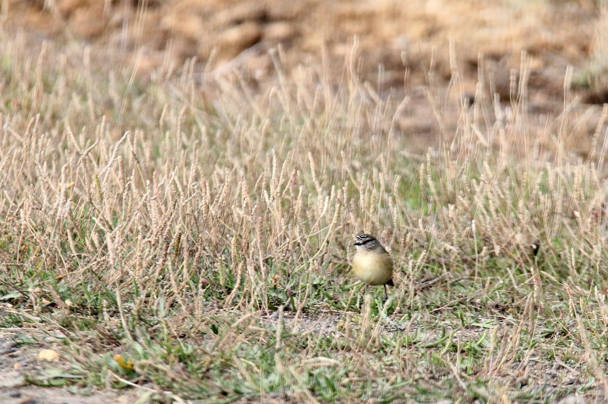 Yellow-rumped Thornbill (Acanthiza chrysorrhoa)