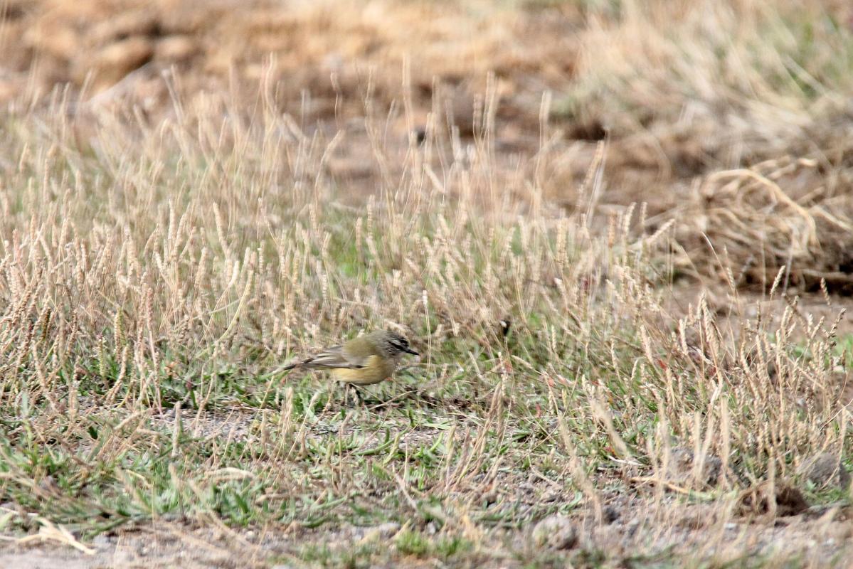 Yellow-rumped Thornbill (Acanthiza chrysorrhoa)