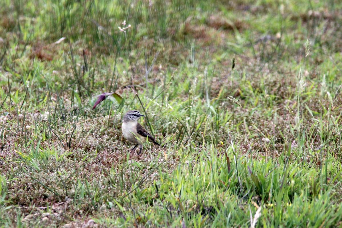 Yellow-rumped Thornbill (Acanthiza chrysorrhoa)