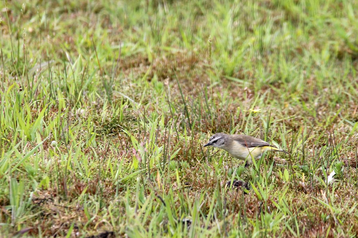 Yellow-rumped Thornbill (Acanthiza chrysorrhoa)