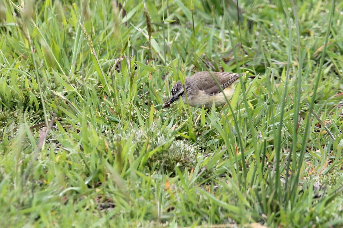 Yellow-rumped Thornbill (Acanthiza chrysorrhoa)