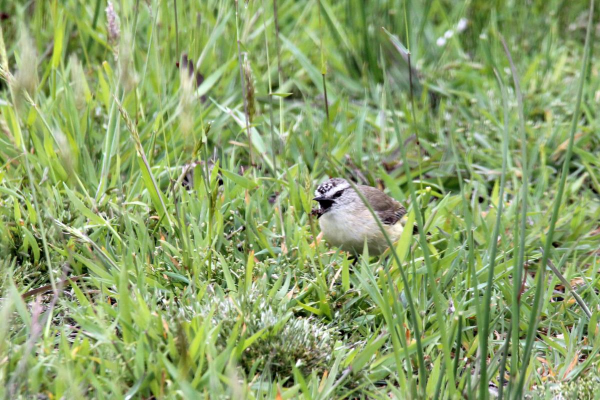 Yellow-rumped Thornbill (Acanthiza chrysorrhoa)