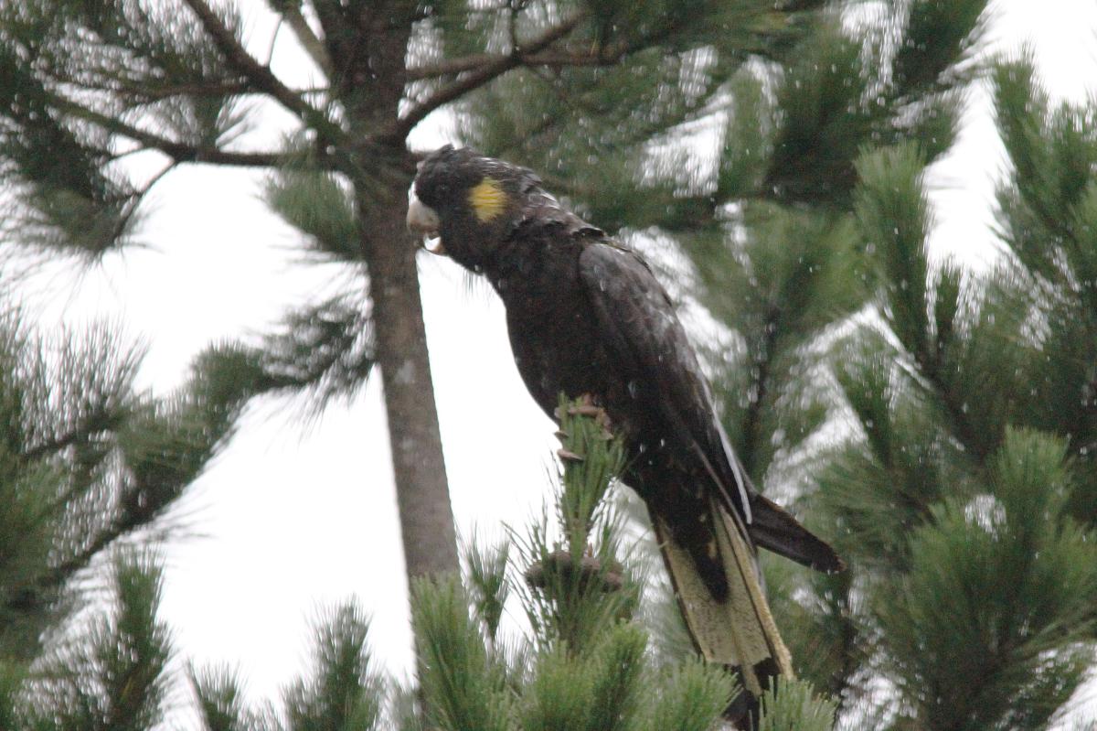 Yellow-tailed Black Cockatoo (Calyptorhynchus funereus)