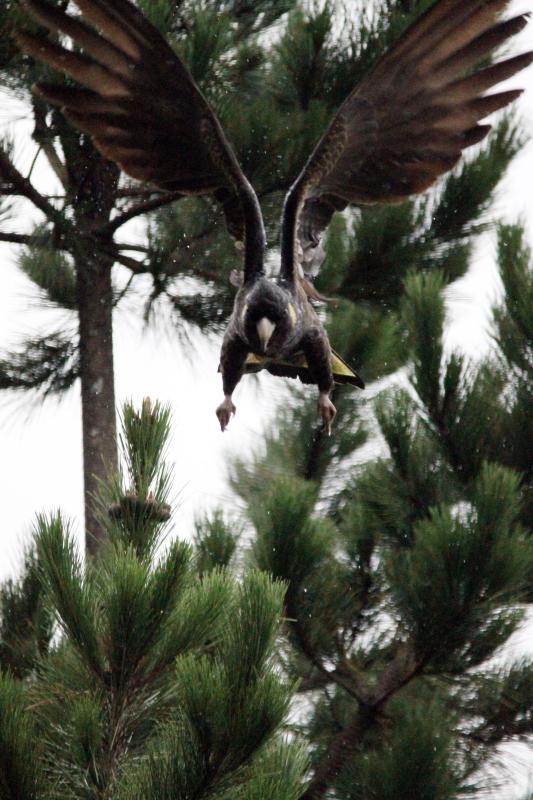 Yellow-tailed Black Cockatoo (Calyptorhynchus funereus)