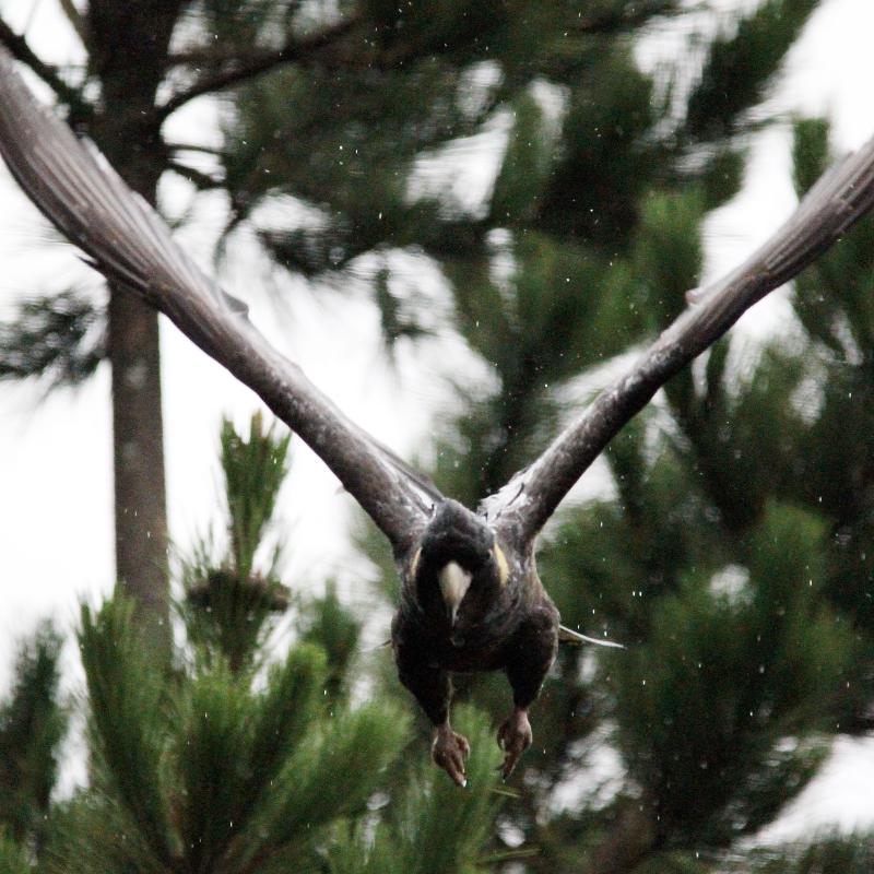 Yellow-tailed Black Cockatoo (Calyptorhynchus funereus)