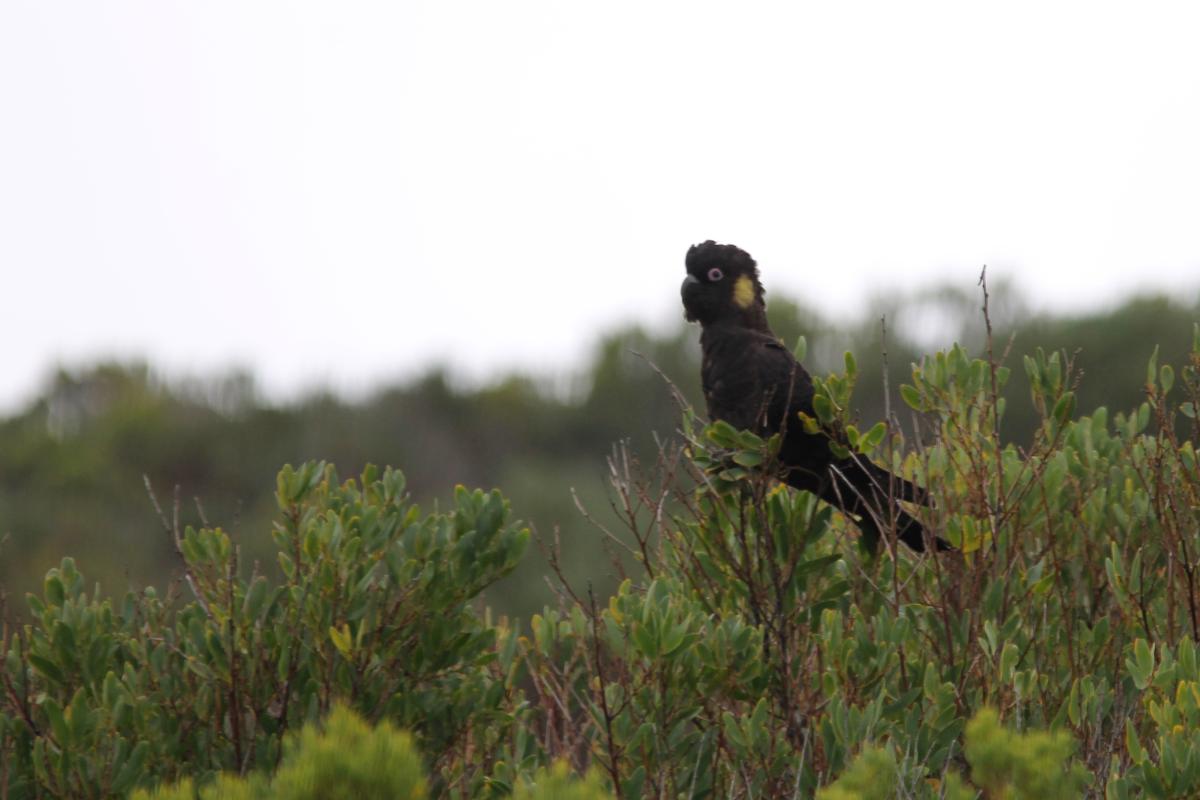 Yellow-tailed Black Cockatoo (Calyptorhynchus funereus)