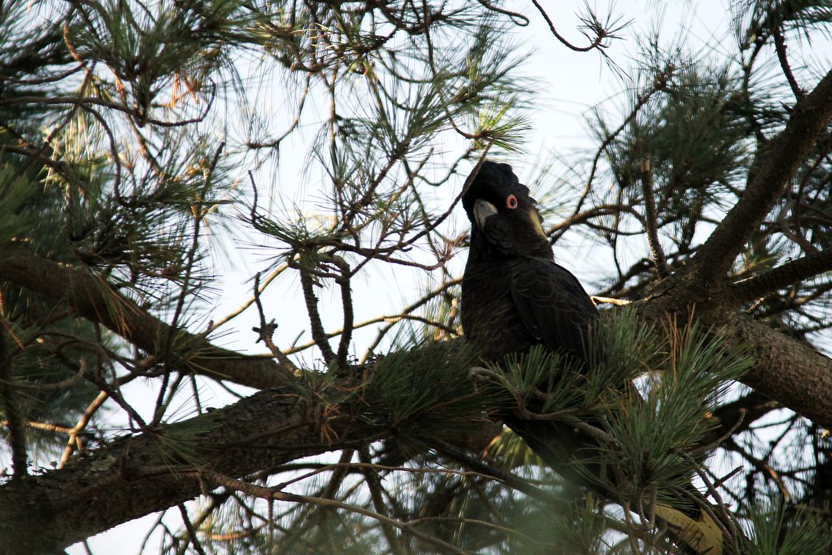 Yellow-tailed Black Cockatoo (Calyptorhynchus funereus)