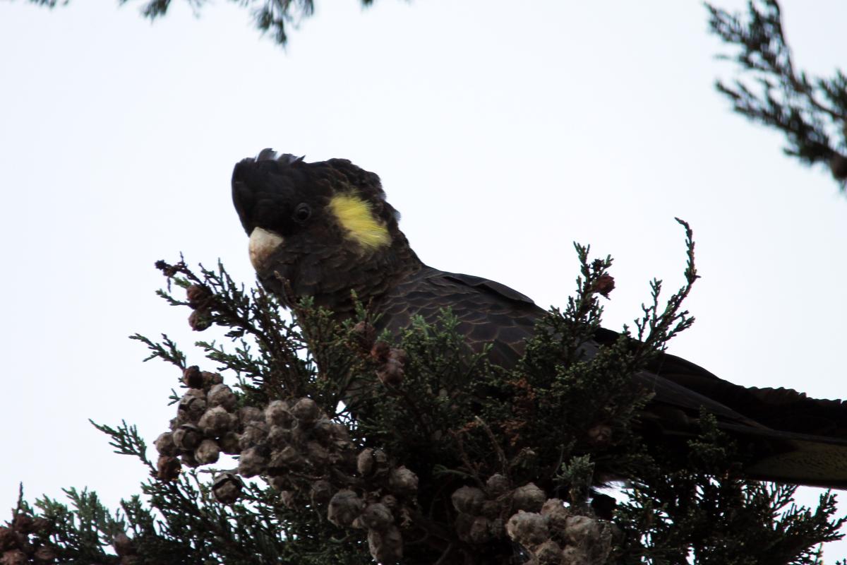 Yellow-tailed Black Cockatoo (Calyptorhynchus funereus)