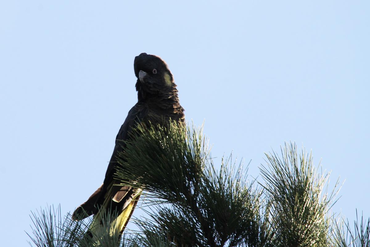 Yellow-tailed Black Cockatoo (Calyptorhynchus funereus)