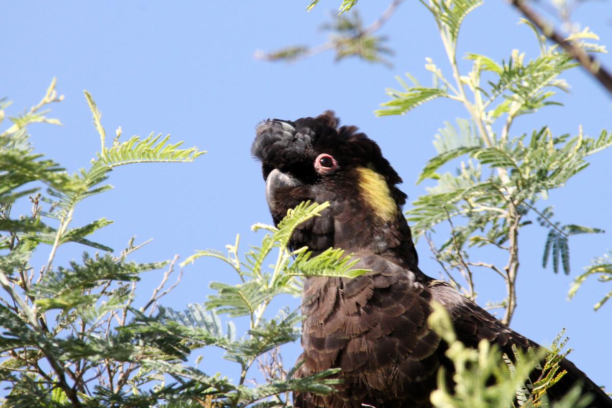 Yellow-tailed Black Cockatoo (Calyptorhynchus funereus)