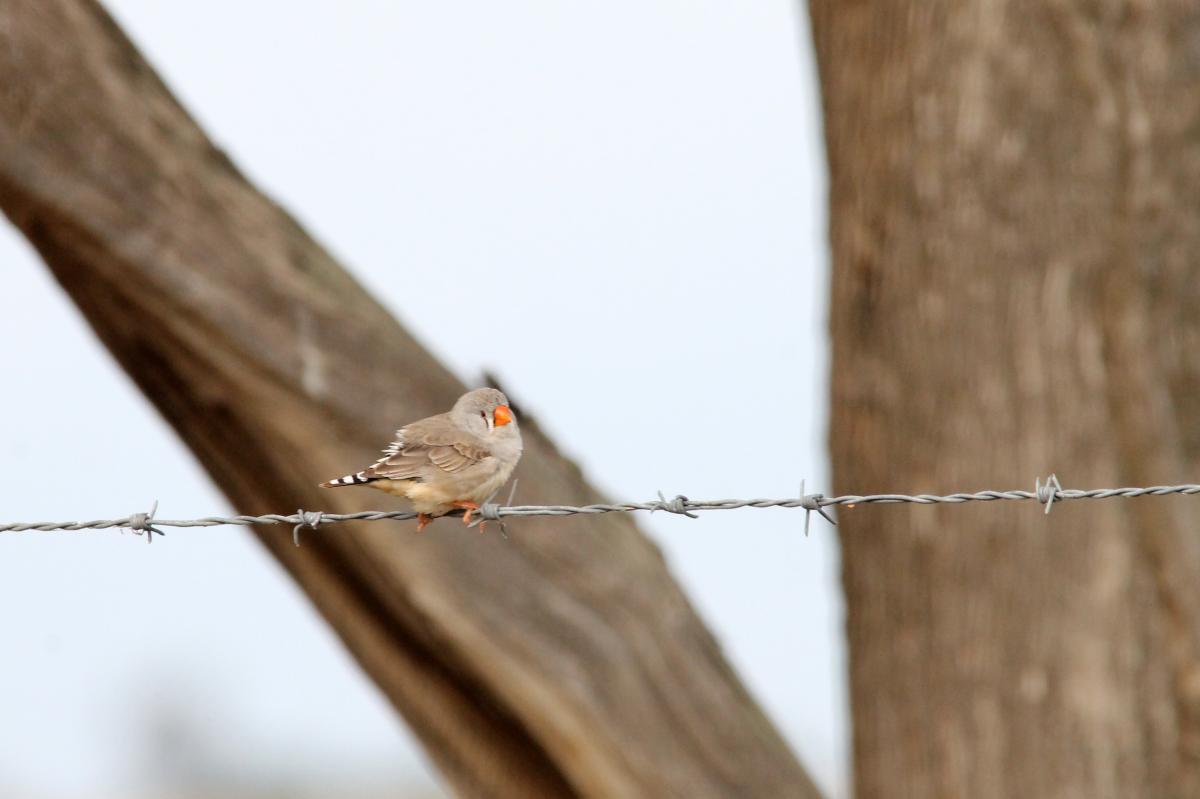 Zebra Finch (Taeniopygia guttata)