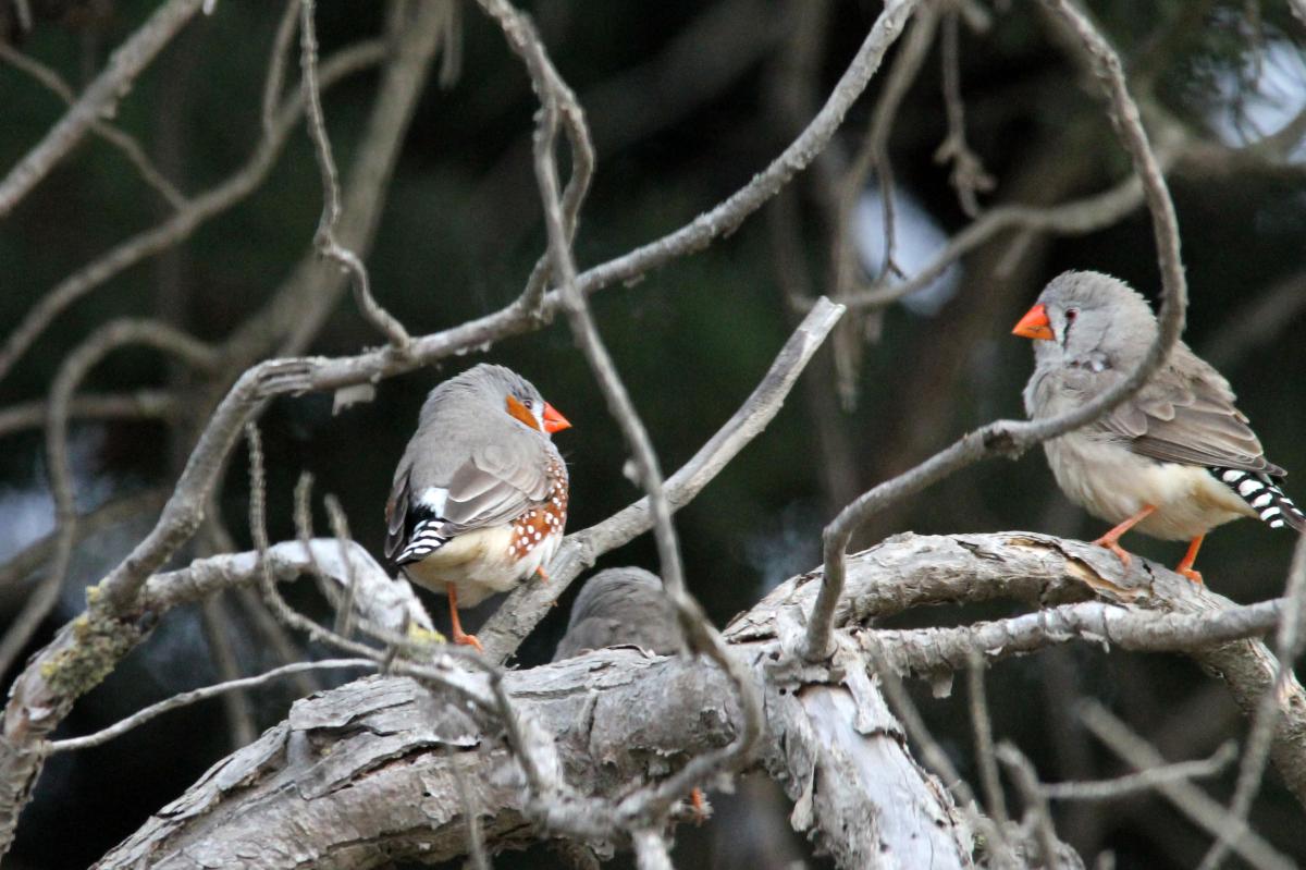 Zebra Finch (Taeniopygia guttata)