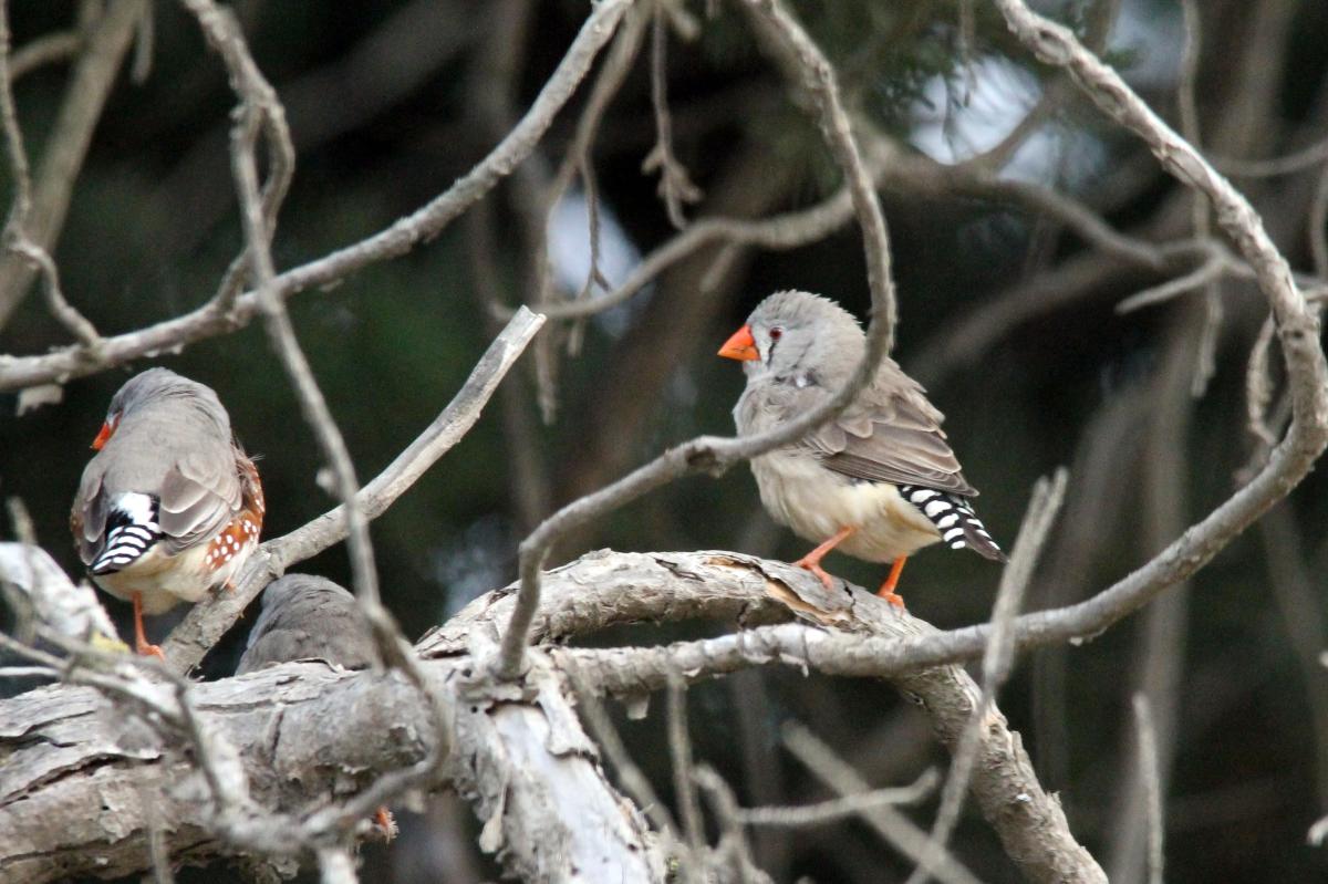 Zebra Finch (Taeniopygia guttata)