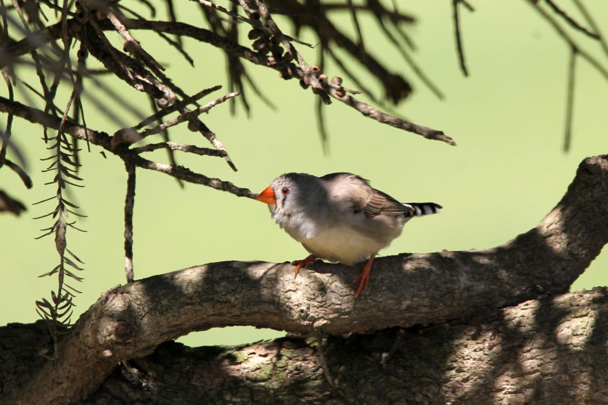 Zebra Finch (Taeniopygia guttata)