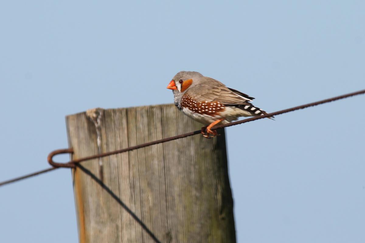 Zebra Finch (Taeniopygia guttata)