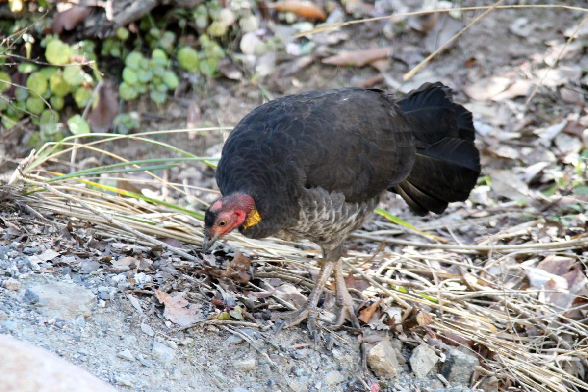 Australian Brushturkey (Alectura lathami)