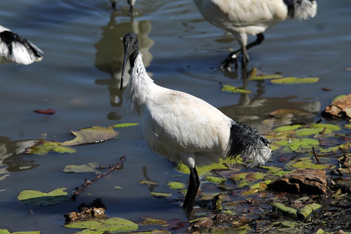 Australian White Ibis (Threskiornis molucca)