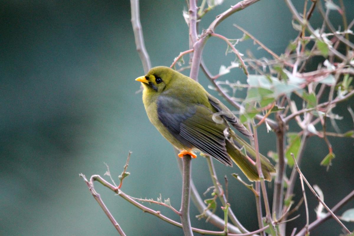 Bell Miner (Manorina melanophrys)