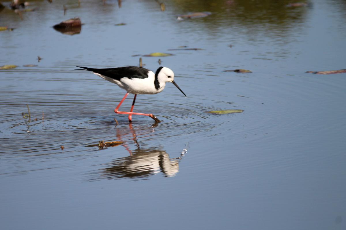 Black-winged Stilt (Himantopus himantopus)