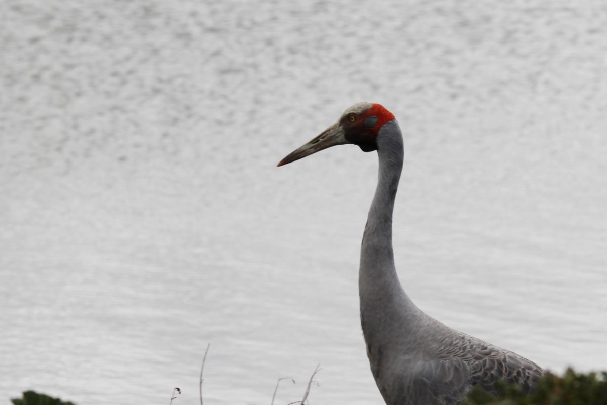 Brolga (Grus rubicunda)