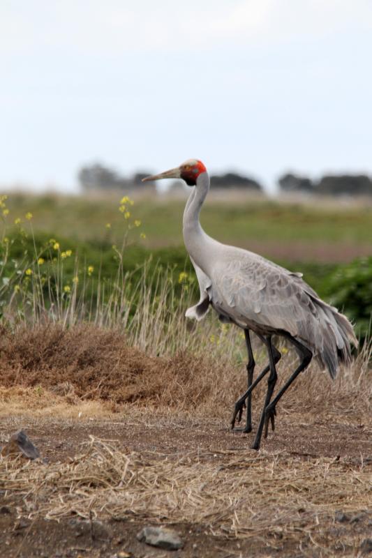 Brolga (Grus rubicunda)