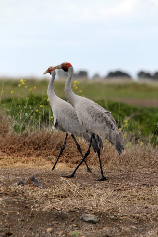 Brolga (Grus rubicunda)