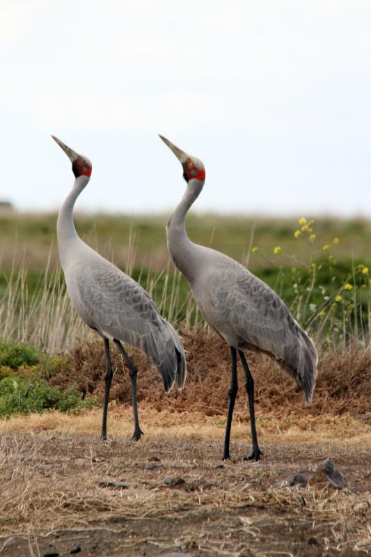 Brolga (Grus rubicunda)