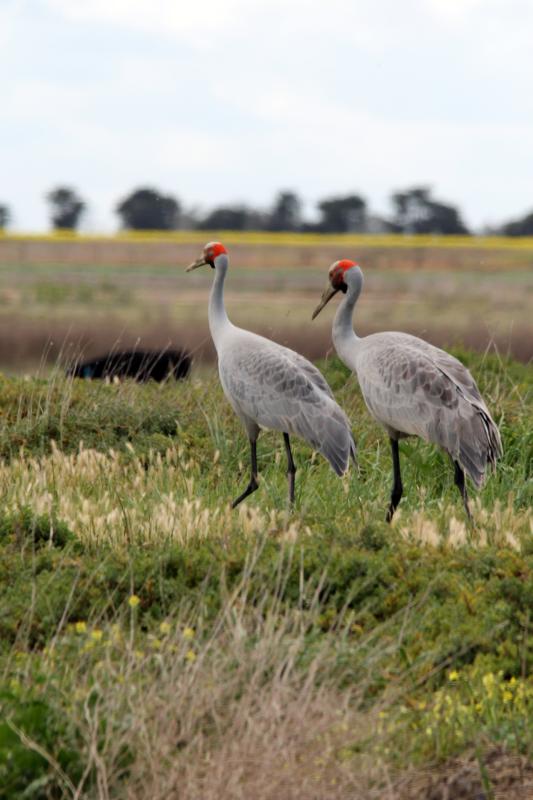 Brolga (Grus rubicunda)