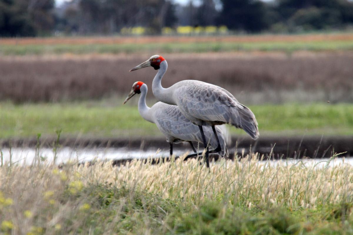 Brolga (Grus rubicunda)