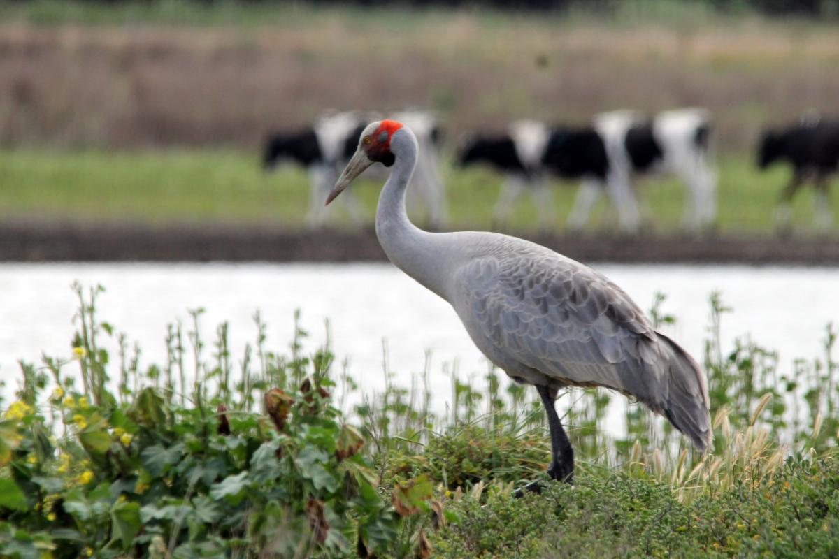 Brolga (Grus rubicunda)