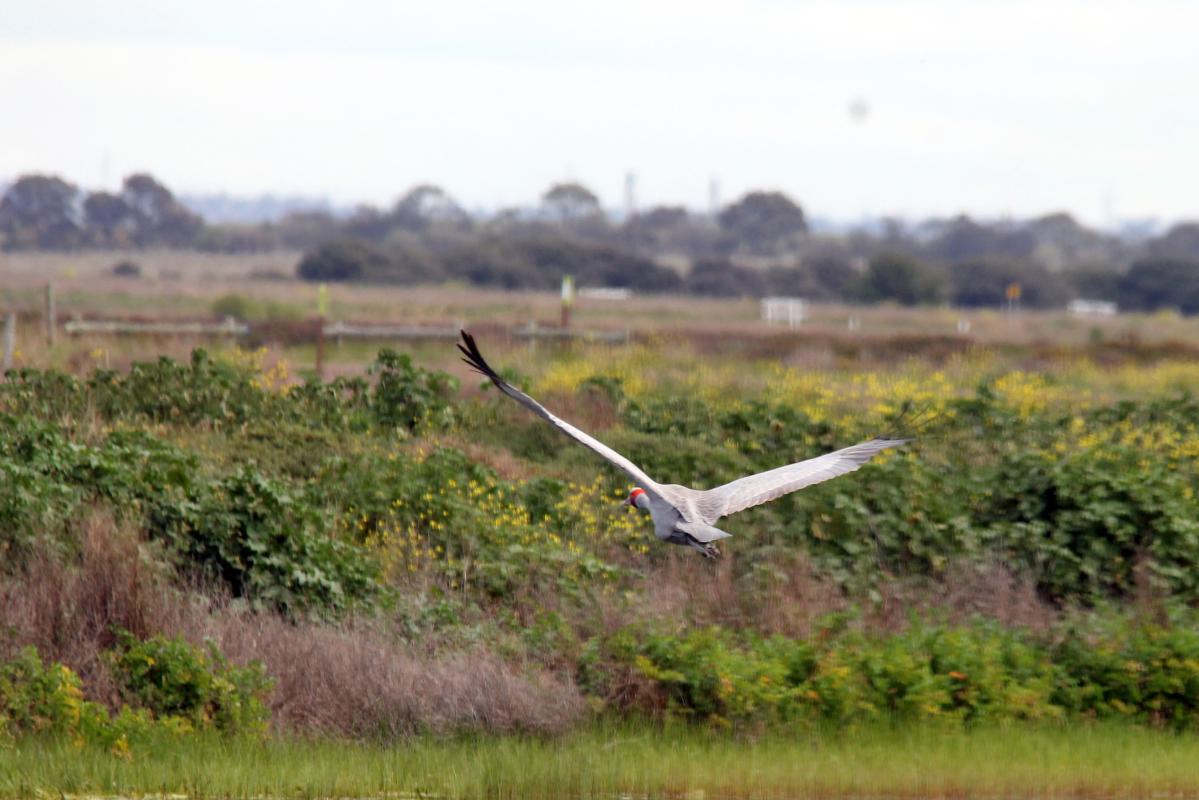 Brolga (Grus rubicunda)