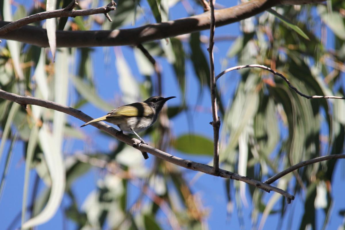 Brown honeyeater (Lichmera indistincta)