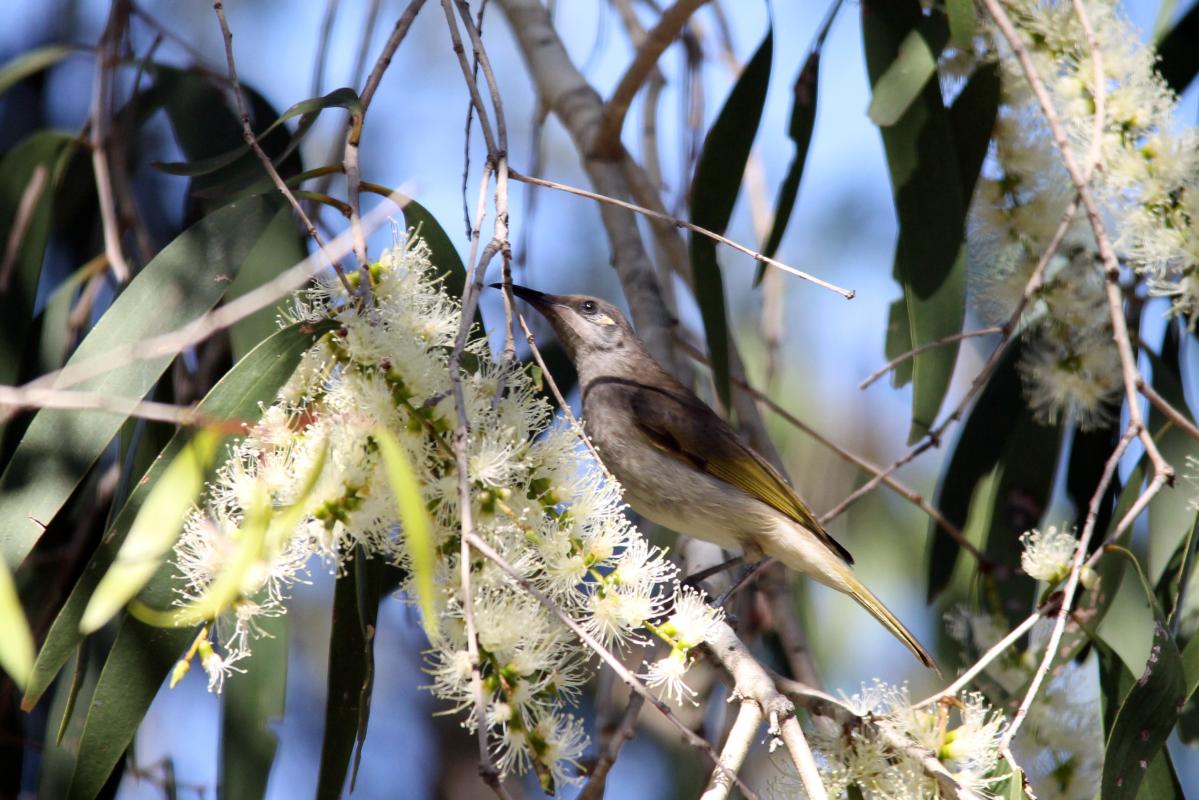 Brown honeyeater (Lichmera indistincta)