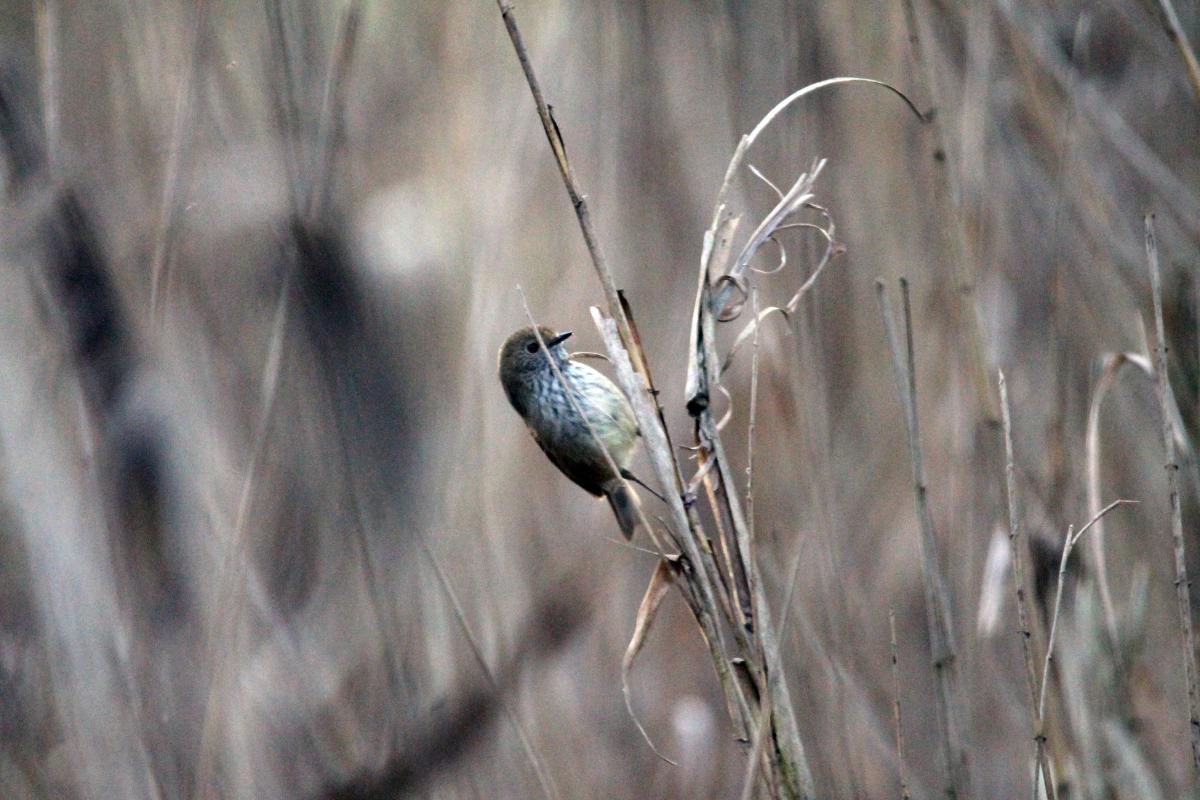 Brown Thornbill (Acanthiza pusilla)