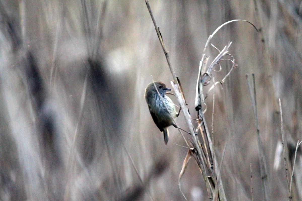 Brown Thornbill (Acanthiza pusilla)