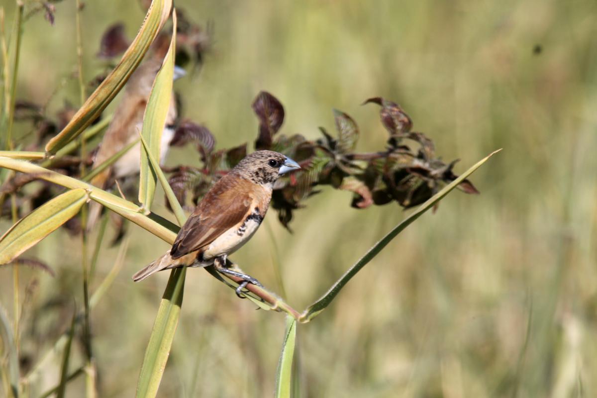 Chestnut-breasted Mannikin (Lonchura castaneothorax)