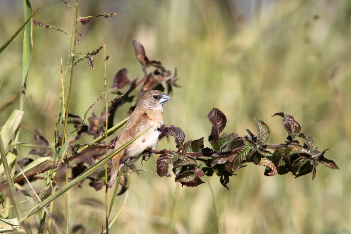 Chestnut-breasted Mannikin (Lonchura castaneothorax)