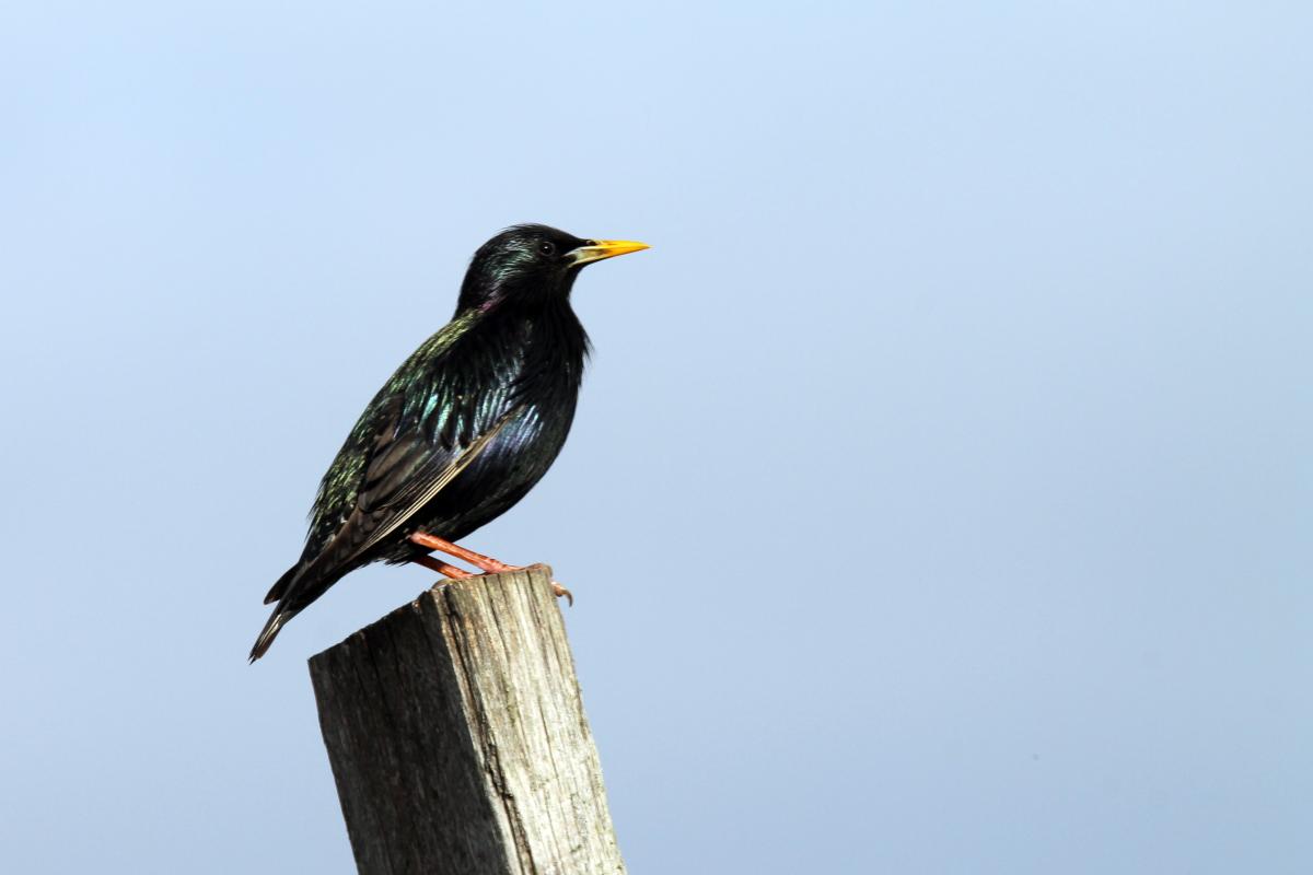 Common Starling (Sturnus vulgaris)