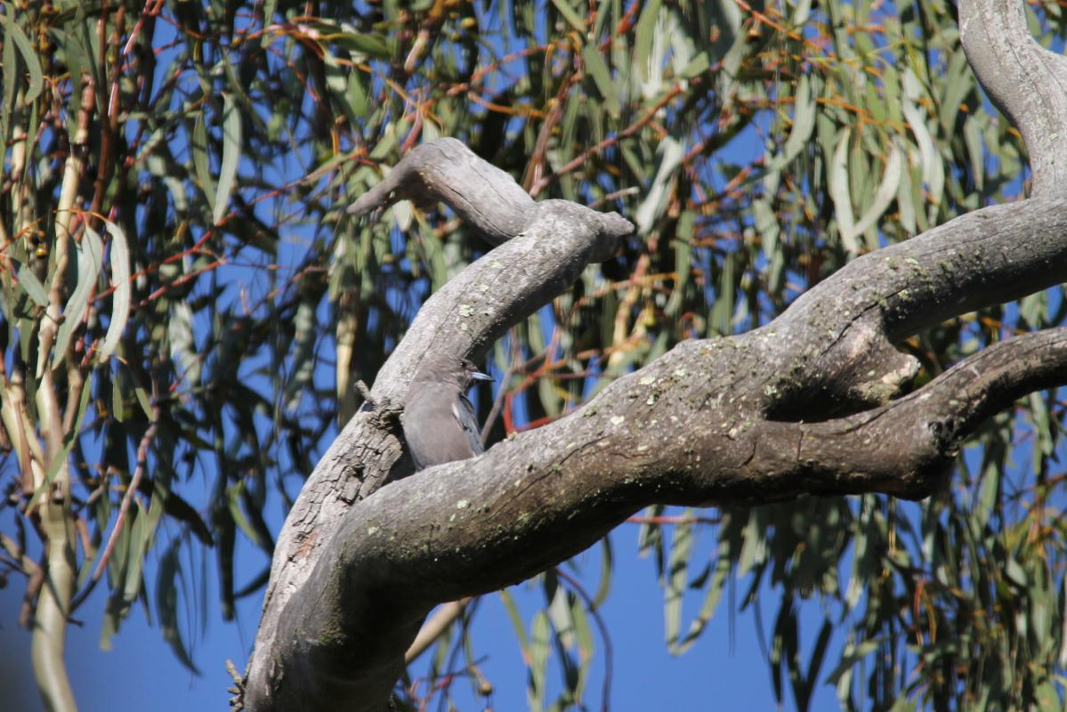 Dusky Woodswallow (Artamus cyanopterus)