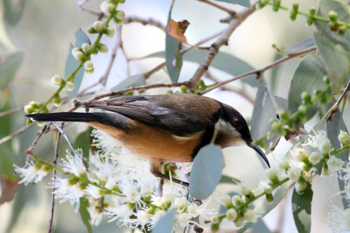 Eastern Spinebill (Acanthorhynchus tenuirostris)