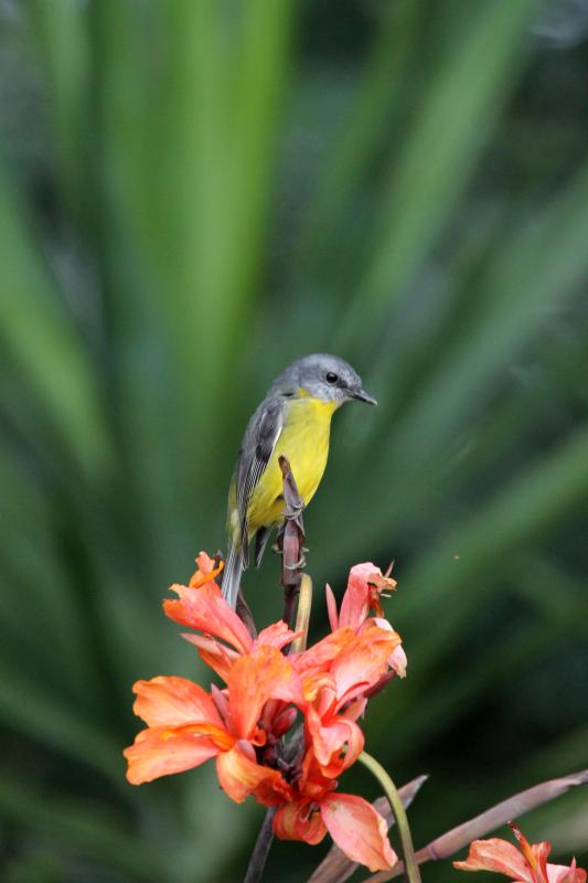 Eastern Yellow Robin (Eopsaltria australis)