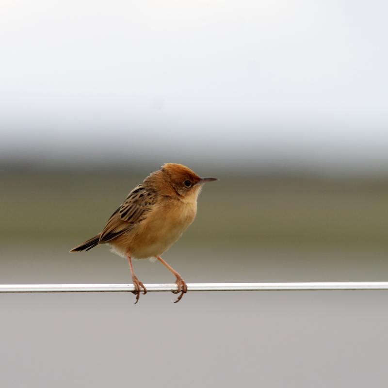 Golden-headed Cisticola (Cisticola exilis)