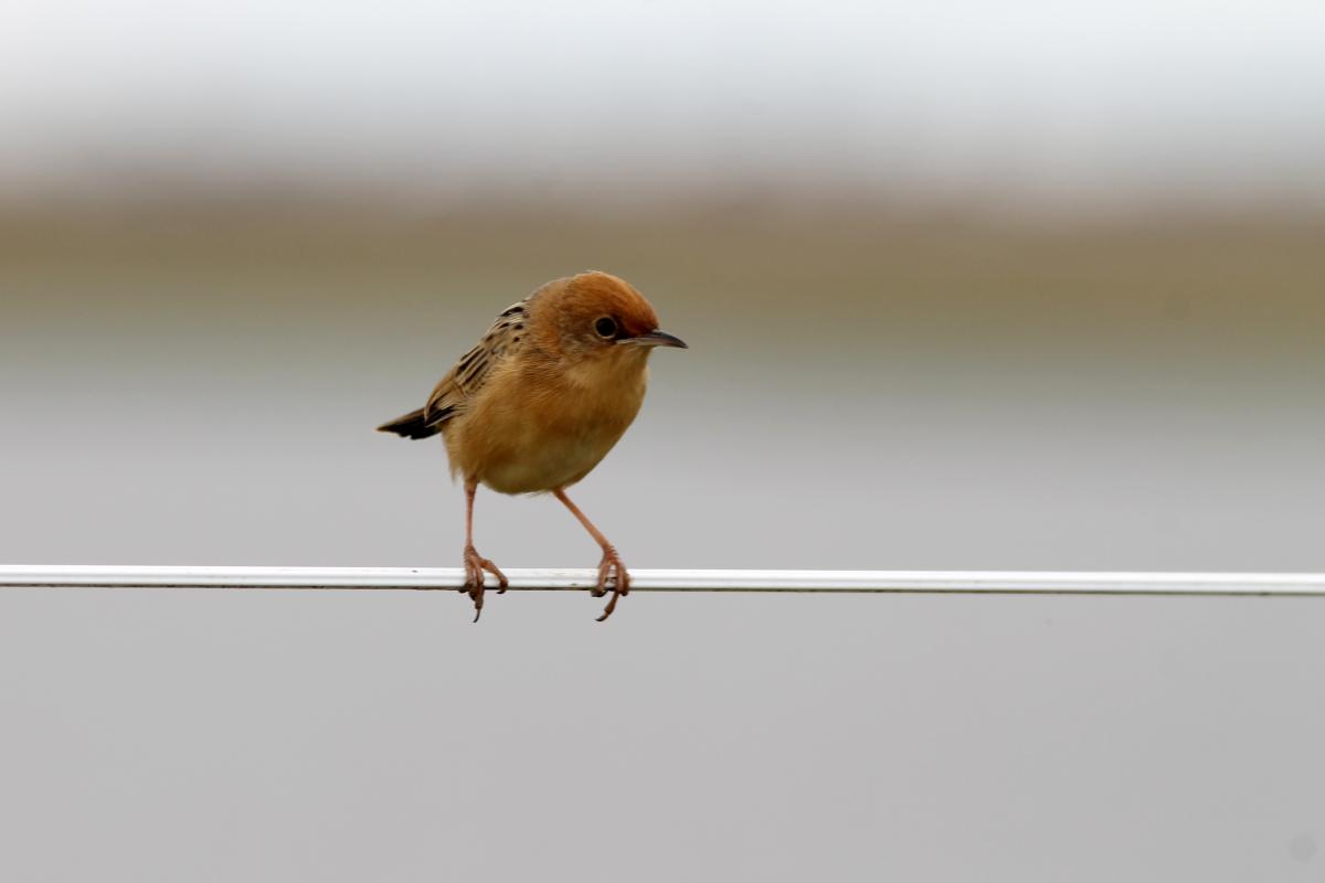 Golden-headed Cisticola (Cisticola exilis)