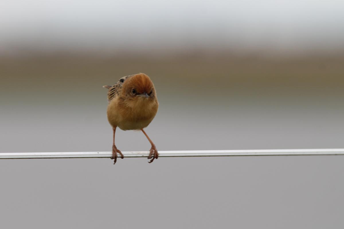 Golden-headed Cisticola (Cisticola exilis)