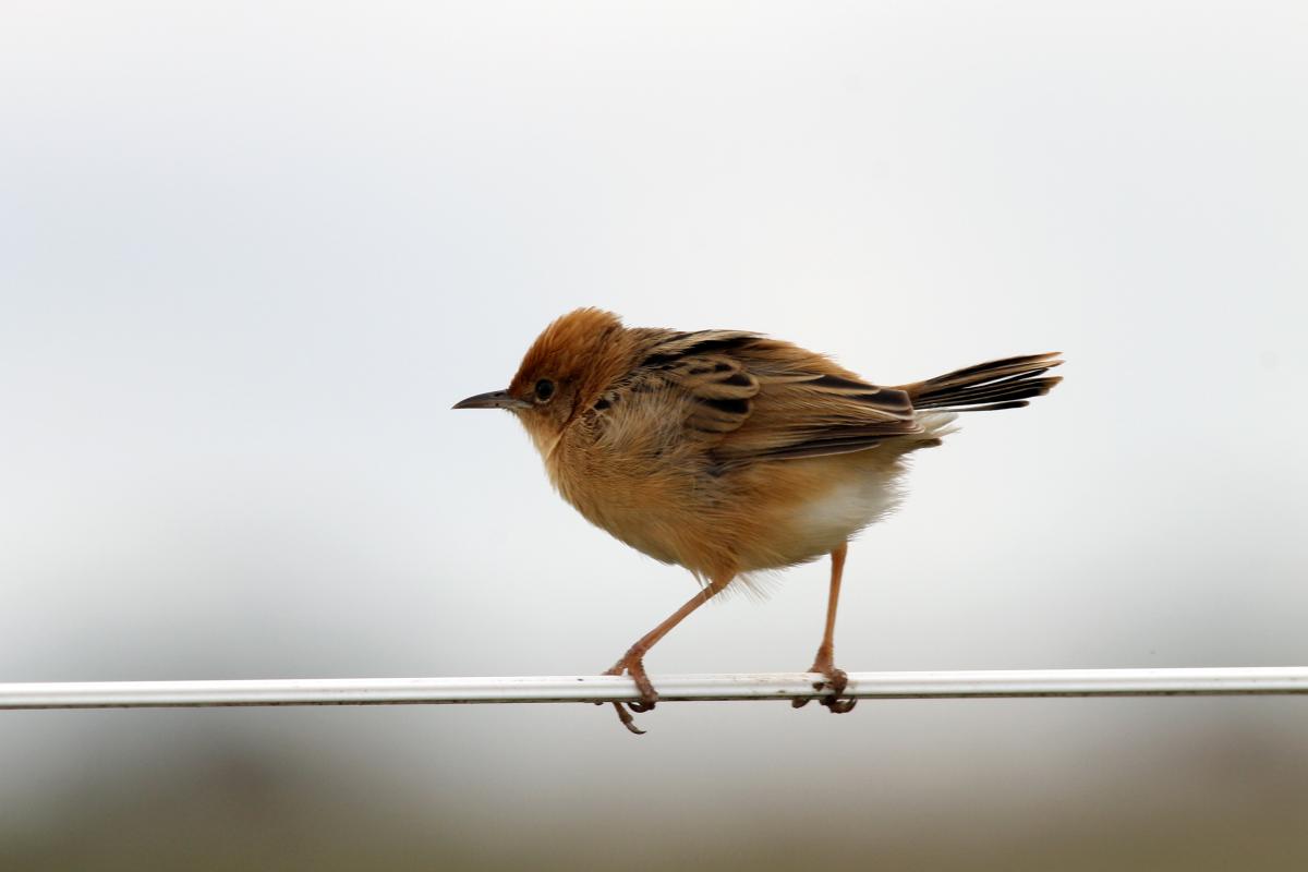 Golden-headed Cisticola (Cisticola exilis)