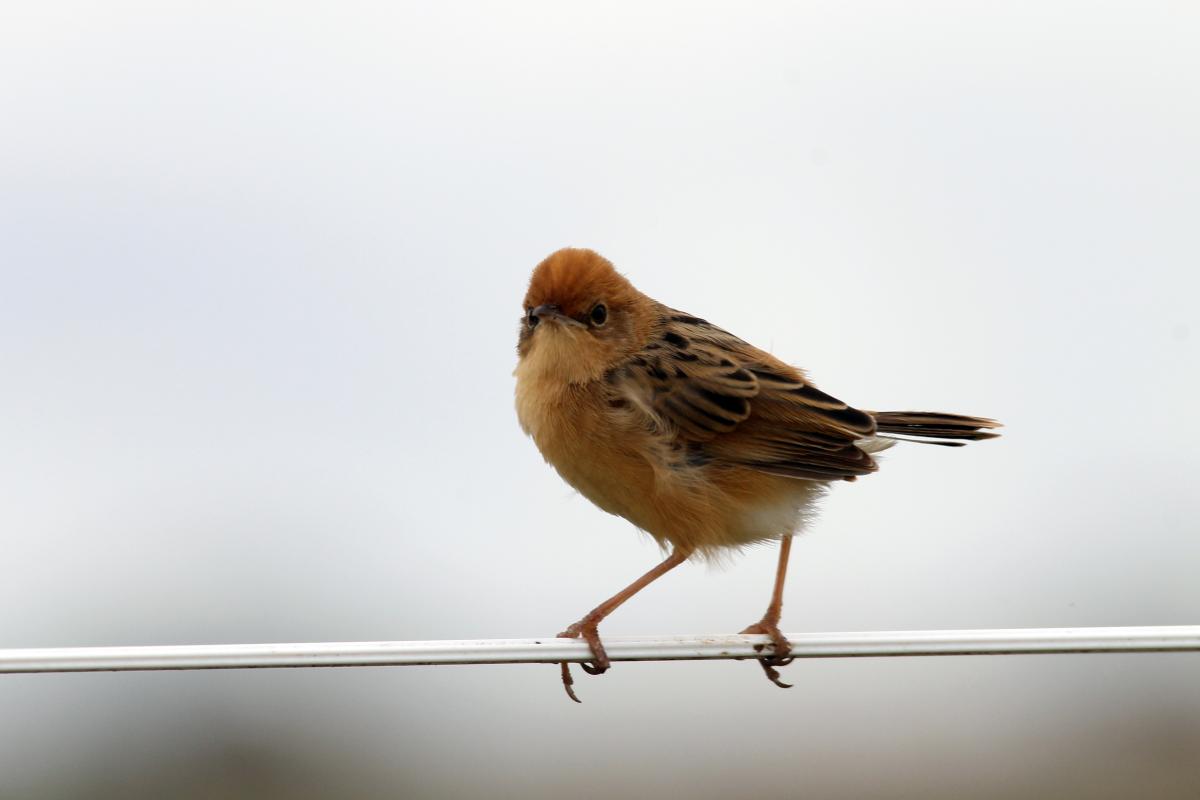 Golden-headed Cisticola (Cisticola exilis)