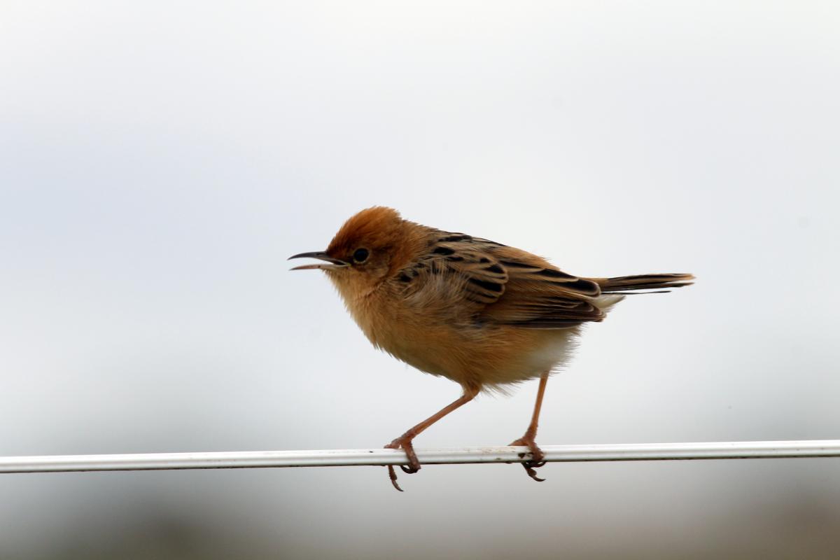 Golden-headed Cisticola (Cisticola exilis)